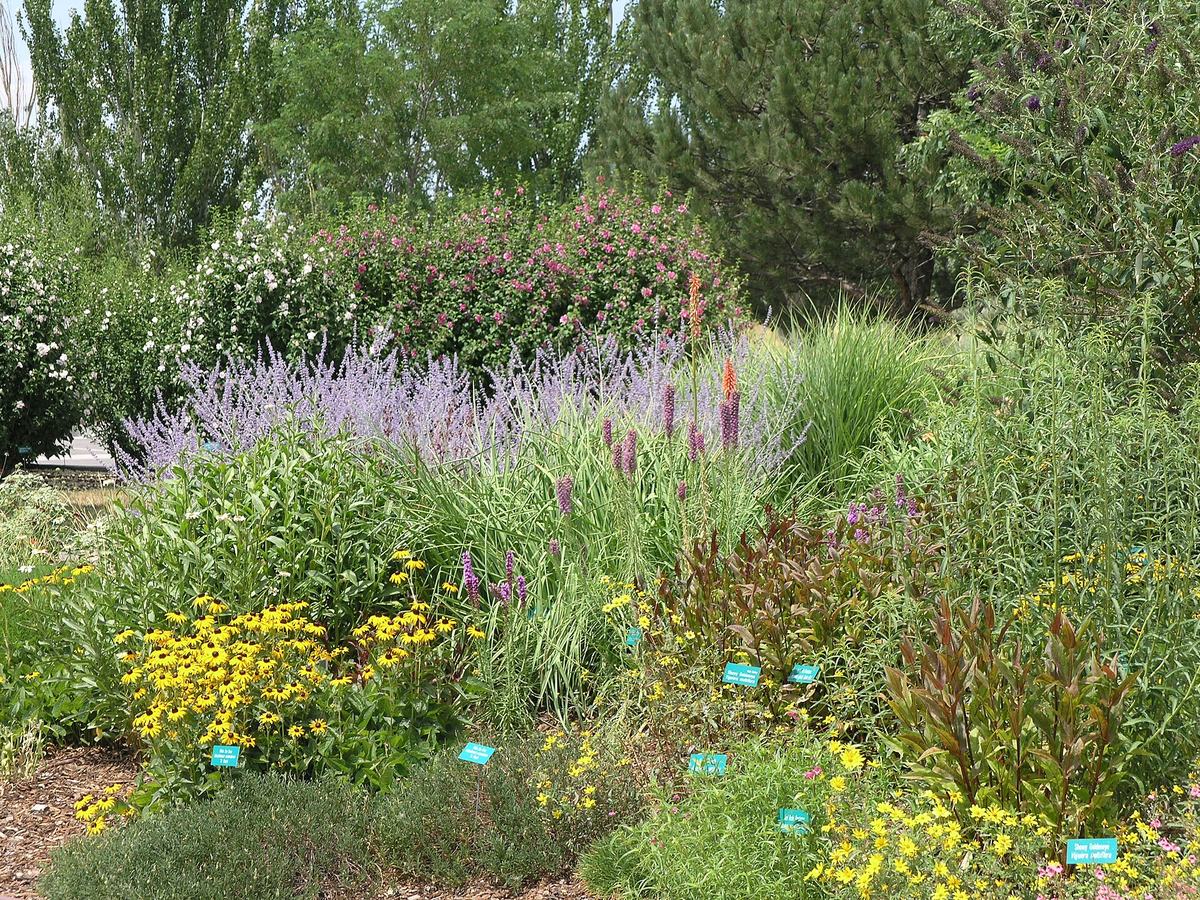 Een border met vaste planten: paarse lavendelachtige pluimen, gele bloemen en siergrassen