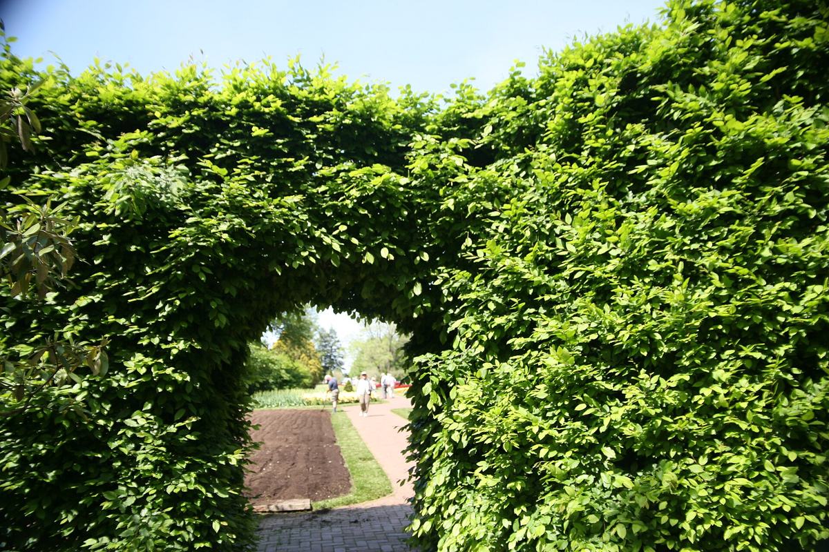 Een hoge haag van haagbeuk met een geschoren doorgang naar een tuinpad