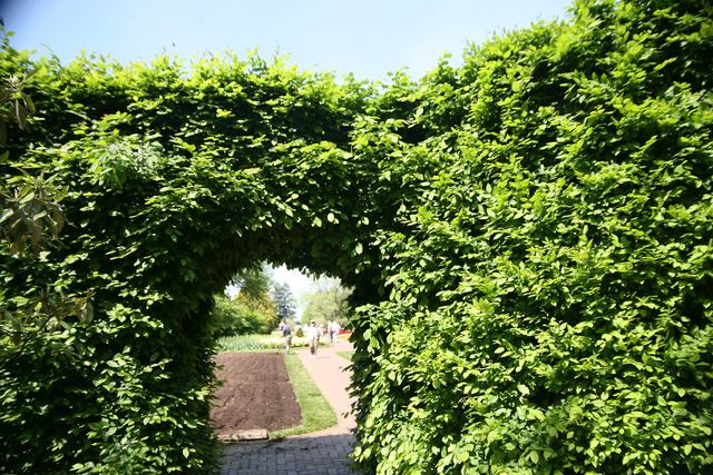 Een dichte haag van haagbeuk, geschoren tot een poort met een tuinpad erdoor
