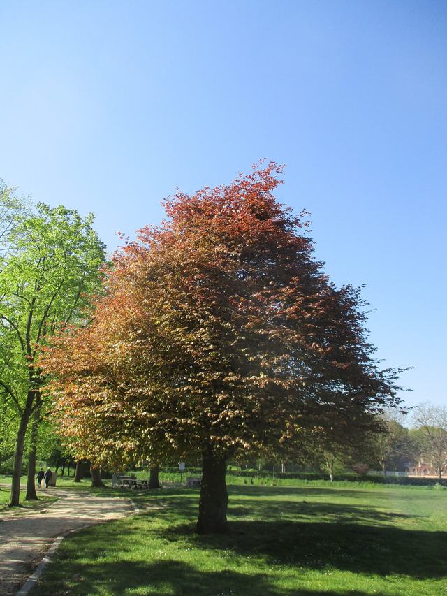Een rode beuk met koperkleurig blad op een grasveld in het Stadspark van Lier